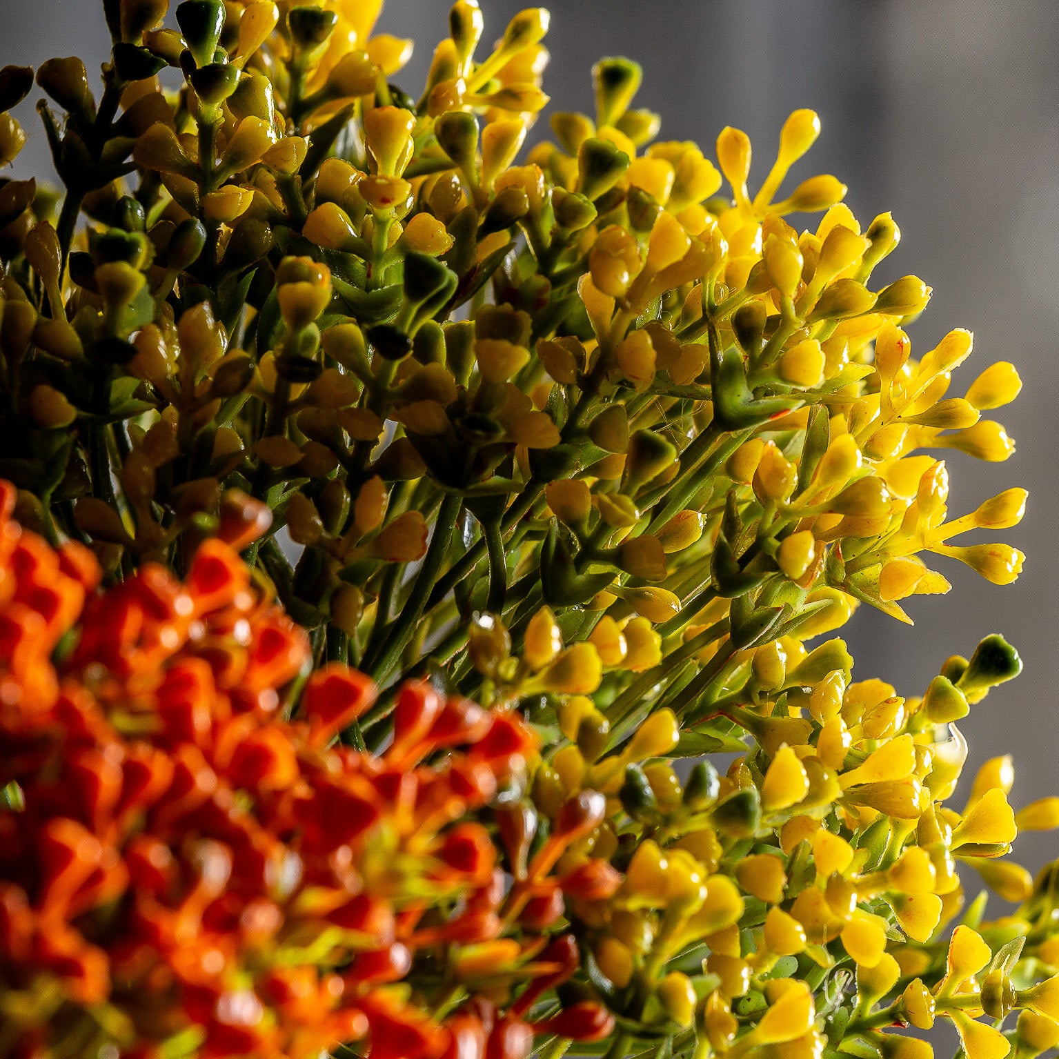 ALLIUM PLANT